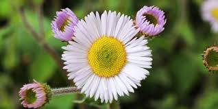 Image result for Erlangea remifolia