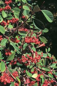 Image result for Pycnosphaera buchananii