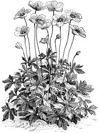 Anemone Clipart Black And White Anemone Sylvestris Flower
