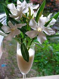 White Oleander White Oleander Oleander Poison Garden