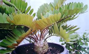 Itulah 15 tanaman hias outdoordengan bentuk unik dan menarik untuk ditanam di pekarangan rumah. 4 Tanaman Hias Purba Yang Unik Dan Langka Tempat Informasi