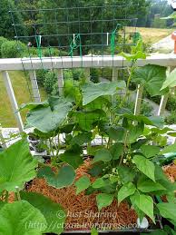Sweet slice burpless cucumber plant. Balcony Garden In July Cucumbers Just Sharing