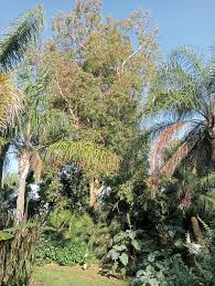 Image result for Eucalyptus torelliana