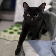 ‪Meet the cats | Battersea Dogs & Cats Home‬‏