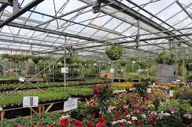 Summer Bedding In The Garden Centre Photo De Lymefield Garden Centre Farm Shop Tea Room Hyde Tripadvisor