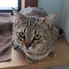 Well, you don't have to worry anymore. Darbster Rescue Darbster Doggy Darbster Kitty