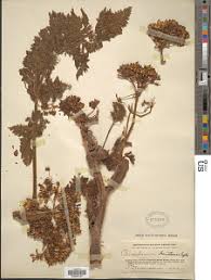 Image result for Afrosciadium