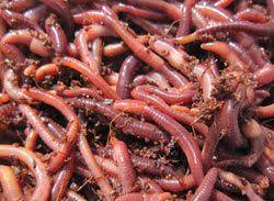 pin on orchard permaculture