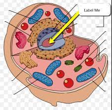 Check spelling or type a new query. Animal Cell Labeling And Functions Flashcards Quizlet