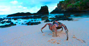 Christmas island tourism, christmas island. Christmas Island Australia Australia Videos Oceania Videos