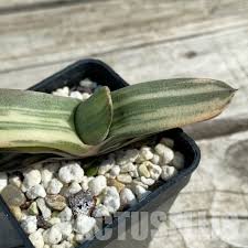 Image result for Trochomeria macrocarpa