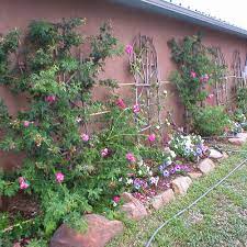 Secret burger makes it easy for you to reserve off the menu specials that are only available one day a year and must be reserved in advance before they sell out. Ben Joanne S Garden In Rural New Mexico Finegardening