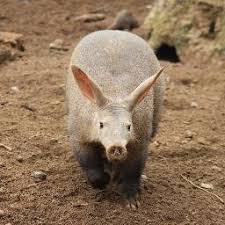 Résultat de recherche d'images pour "aardvark"