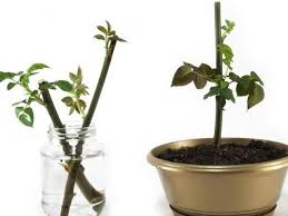 Cara mudah tanam pokok ati ati. Cara Mudah Menanam Bunga Mawar Steemit