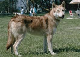 Dogcast tv!csehszlovák farkaskutya, csehszlovák farkaskutya kennel magyarország. Saarloosi Farkaskutya Sarlooswolfdog Kutya Tar