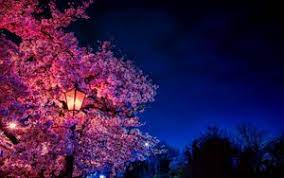 Download cool sakura wallpapers desktop wallpaper and 3d desktop backgrounds, screensavers, live background wallpapers for free listed above from the directory nature. Sakura 4k Ultra Hd 16 10 Wallpapers Hd Desktop Backgrounds 3840x2400 Images And Pictures