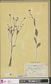 Image result for Solanecio kanzibiensis