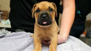 Call us or book an appointment online today! Nine Ridgeback Hound Mix Puppies Are Up For Adoption At The San Diego Humane Society