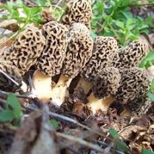 Wild Mushrooms What To Eat What To Avoid Mnn Mother