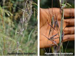 Image result for Hyparrhenia bracteata