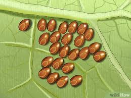 We did not find results for: How To Keep Caterpillars Out Of The Garden 9 Steps