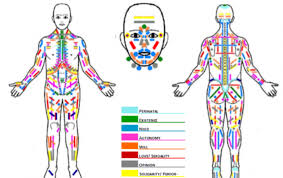 Human anatomy diagrams show internal organs, cells, systems, conditions, symptoms and sickness information and/or tips for healthy living. Bodymap Bodynamic International