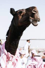 A dozen camels were banned from a beauty contest during the king abdulaziz camel festival in saudi arabia after they were given botox injections, according to the national , a newspaper based in abu dhabi, united arab emirates. Photos From The Miss Camel Beauty Contest