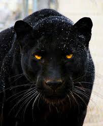 Coffeenuts Animals Beautiful Animals Cute Animals