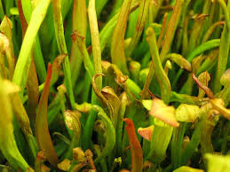Before we get into it, if you're looking for more information basically what neem oil does is mess up the system of the insects. All About Thrips The Sarracenia Forum