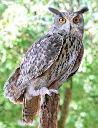 Image result for Bubo