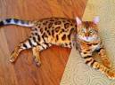 Toyger Cat Breed Information - Vetstreet