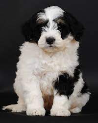 Swissridgegoldenmountaindoodle Animal Lover Bernedoodle Puppies
