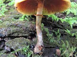 Maybe you would like to learn more about one of these? Funeral Bell