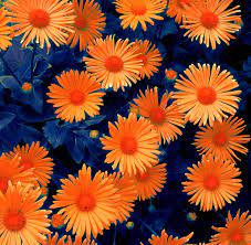 Maybe you would like to learn more about one of these? Dark Blue Flowers Orange Flowers Orange Wedding Flowers