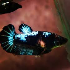 Stunning Female Avatar Betta Fish In 2020 Betta Fish Types Betta Fish Tank Betta Fish
