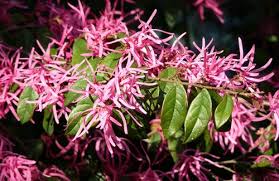 Check spelling or type a new query. Georgia Backyard Nature Flowering Shrubs