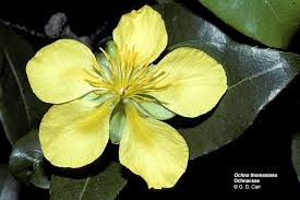 Image result for Ochnaceae