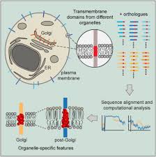 A Comprehensive Comparison Of Transmembrane Domains Reveals Organelle Specific Properties Cell