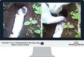 Sebelum dijelaskan apa tadbir atau tafsiran mimpi kucing menurut islam ini sebaiknya elok diperingatkan sekali lagi bahawa setiap mimpi itu boleh jadi. Kenali 6 Cara Menguburkan Kucing Yang Benar Secara Islami
