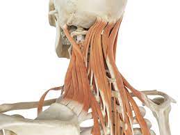 They allow you to swing your arms and. Levator Scapula Muscle And Its Role In Pain And Posture
