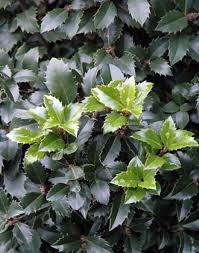 Castle Wall Blue Holly For Sale | The Tree Center