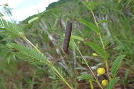 Image result for Chamaecrista plumosa