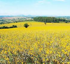 Image result for Crotalaria spectabilis