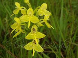 Image result for Habenaria arenaria
