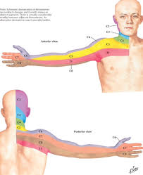 Dermatome Distribution For The Cervical Spine Netter