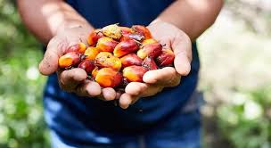 Check spelling or type a new query. Palm Oil Price Rises As Demand Grows In China And India Global Cosmetics News