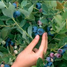 Blueberry Emerald Mid Harvest Groworganic Com