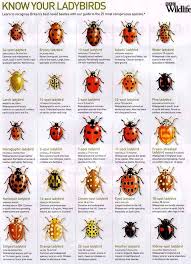 Different Types Of Ladybugs Bugs And Insects Insects Ladybird