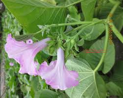 Image result for Argyreia