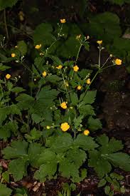 Image result for Ranunculus oreophytus